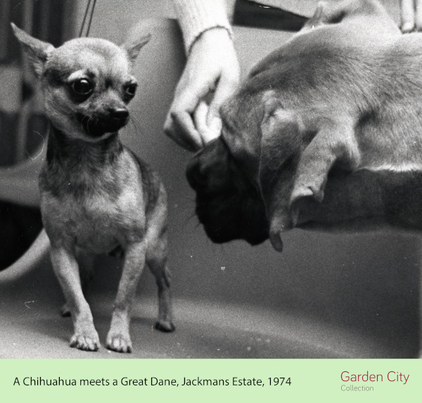 Dogs at Jackmans Estate, 1974 FGCHM 45.243 (ID 41820)
