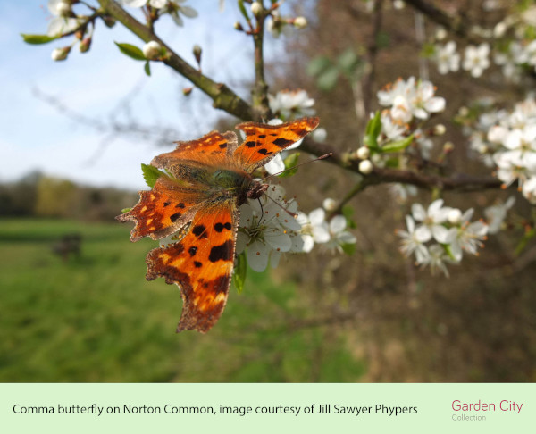 Comma butterfly by Jill Sawyer Phypers norton common- Jills photo (ID 41821)